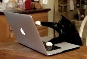 cat banging on keyboard